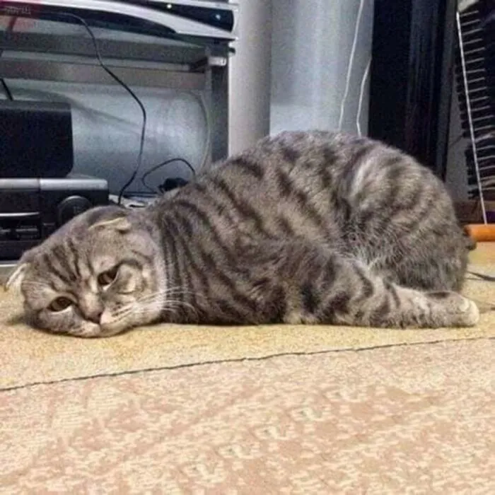 Top 145+ meme mệt mỏi hài hước, cực relatable cho dân văn phòng