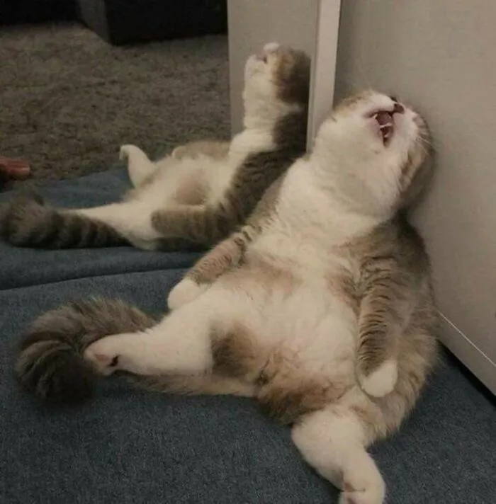 Top 145+ meme mệt mỏi hài hước, cực relatable cho dân văn phòng