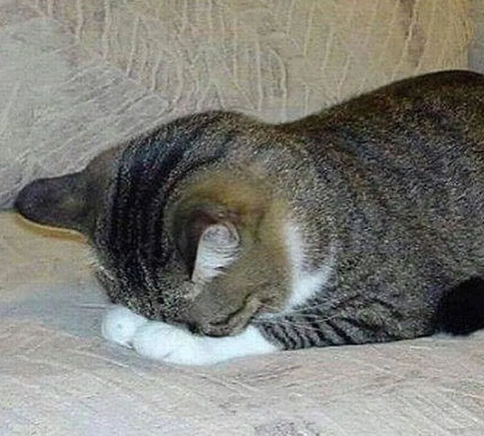 Top 145+ meme mệt mỏi hài hước, cực relatable cho dân văn phòng