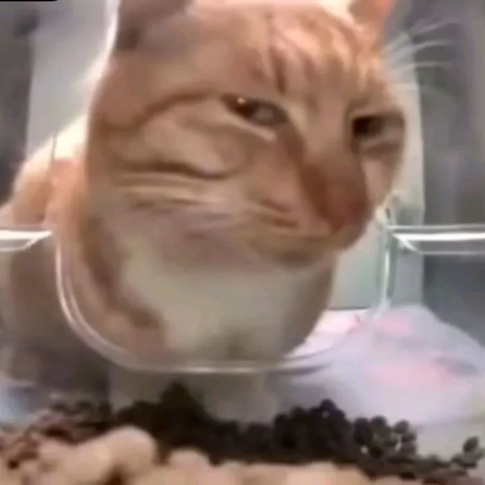 Những meme nghi ngờ khiến bạn bật cười