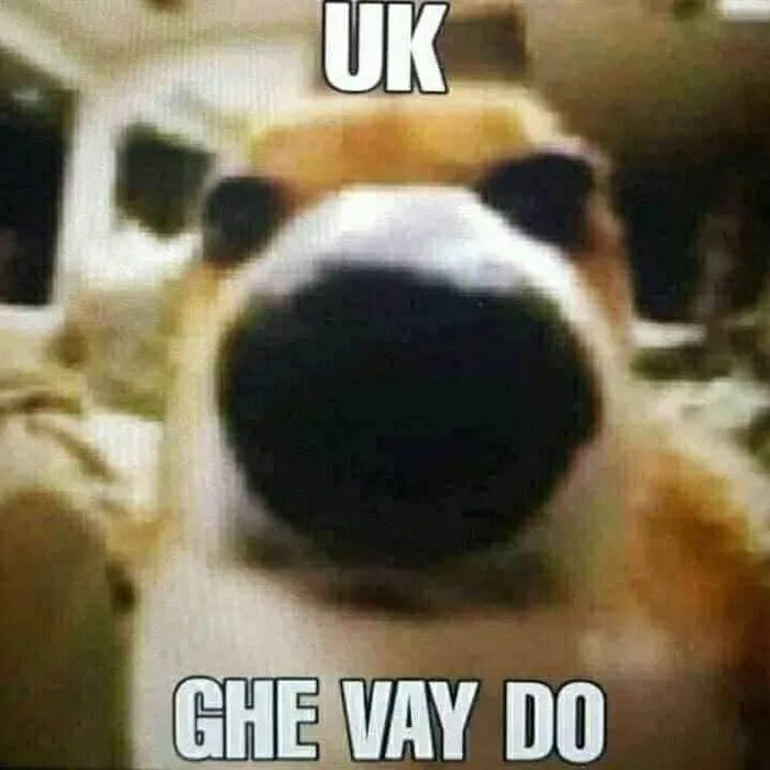 Top 108+ meme ok hài hước, độc đáo cho mọi tình huống