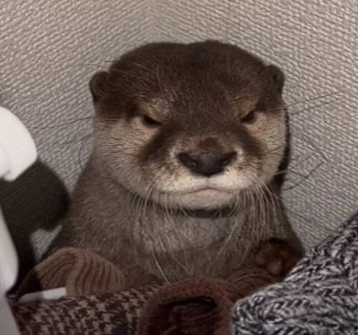 Top 108+ meme rái cá hài hước khiến bạn cười nghiêng ngả