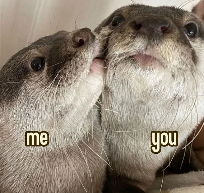 Top 108+ meme rái cá hài hước khiến bạn cười nghiêng ngả