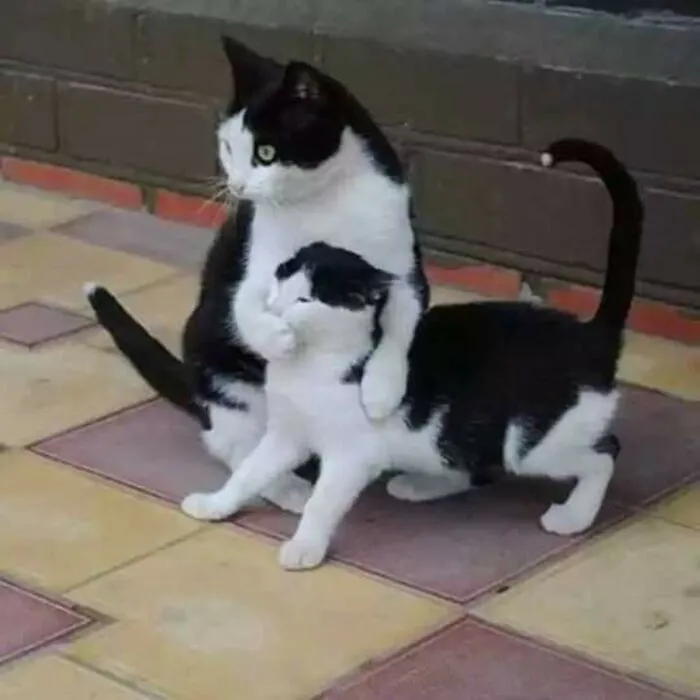 Top 99+ meme suỵt hài hước nhất, giải trí cực đã