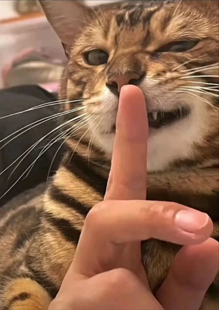 Top 99+ meme suỵt hài hước nhất, giải trí cực đã