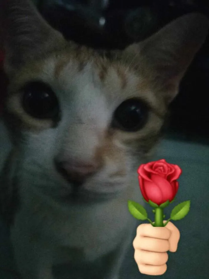 Tuyển tập 98+ meme tặng hoa độc đáo, hài hước