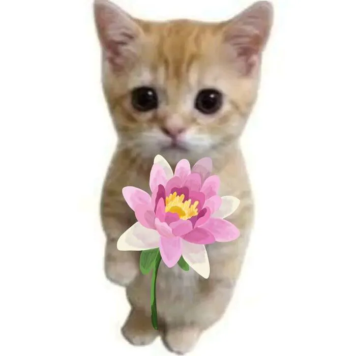 Tuyển tập 98+ meme tặng hoa độc đáo, hài hước