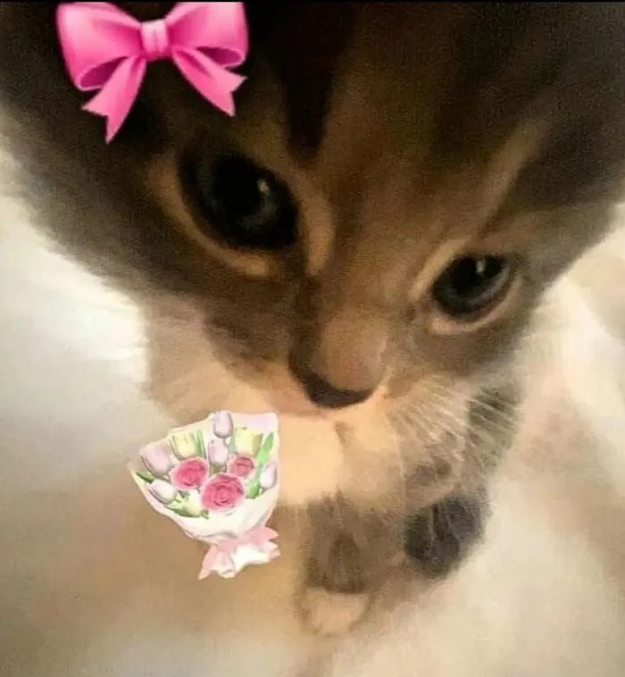 Tuyển tập 98+ meme tặng hoa độc đáo, hài hước