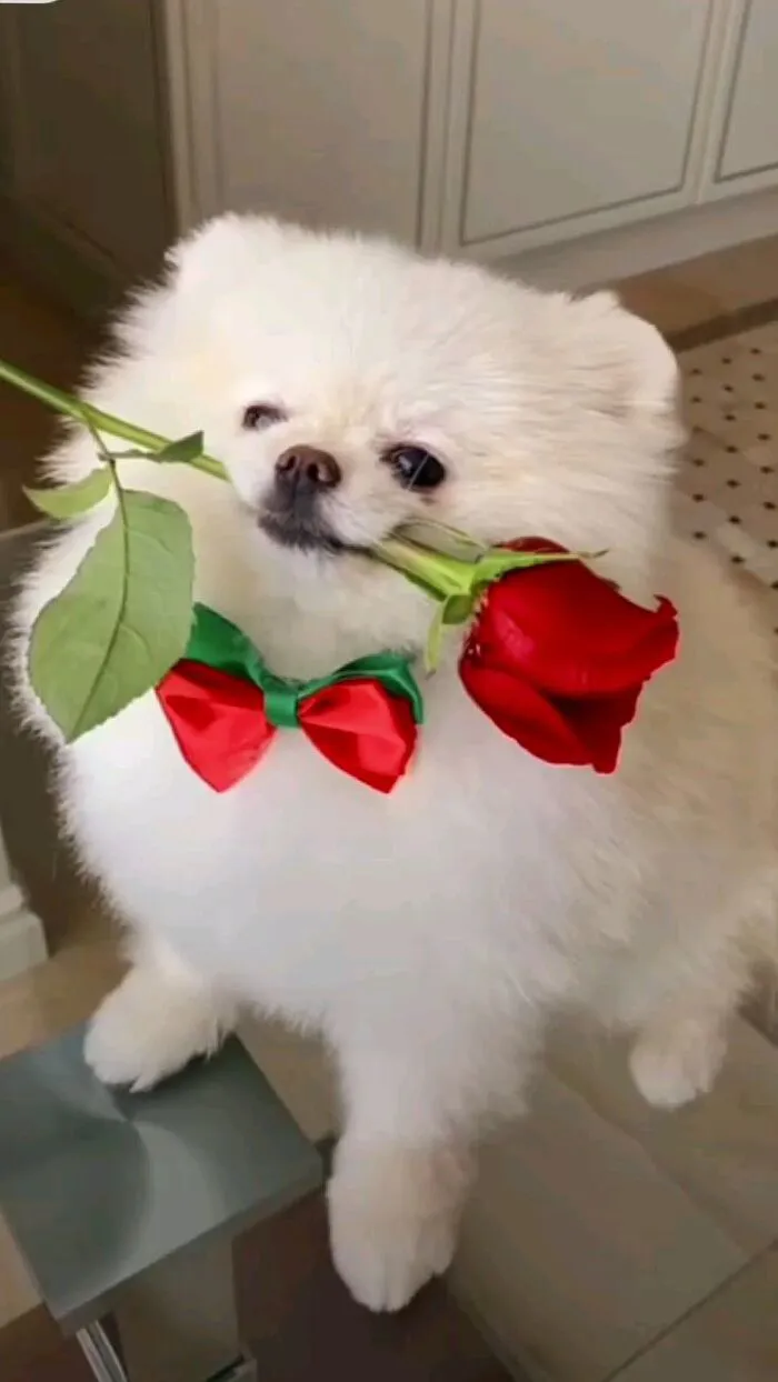 Tuyển tập 98+ meme tặng hoa độc đáo, hài hước