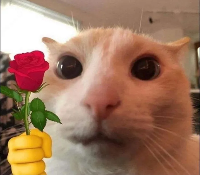 Tuyển tập 98+ meme tặng hoa độc đáo, hài hước