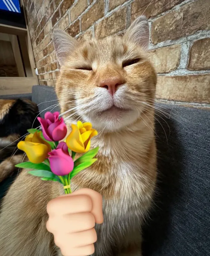 Tuyển tập 98+ meme tặng hoa độc đáo, hài hước