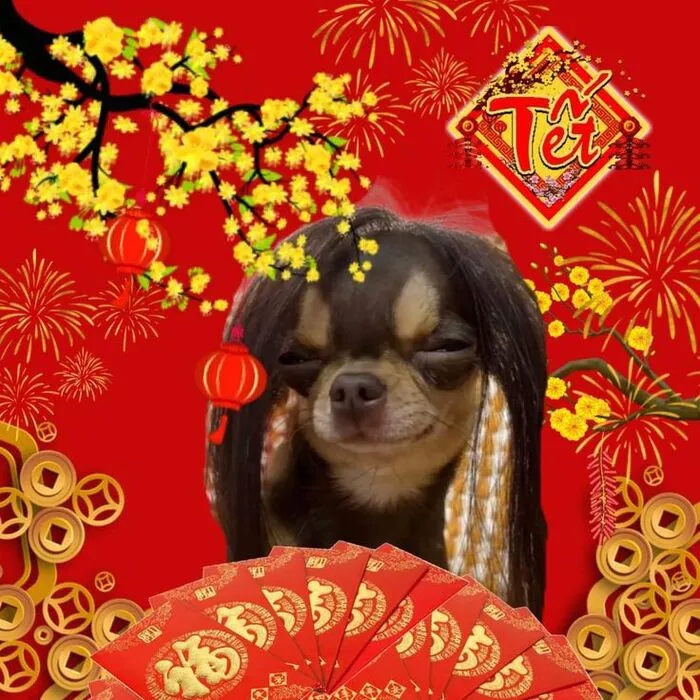 Top 145+ meme tết độc đáo, giải trí cực đỉnh ngày xuân