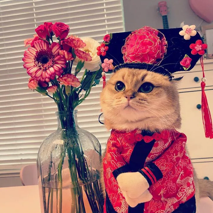 Top 145+ meme tết độc đáo, giải trí cực đỉnh ngày xuân