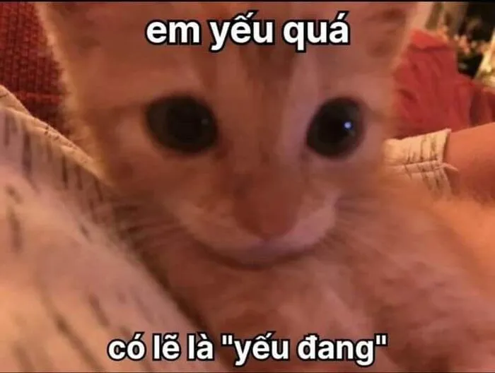 Khám phá 98+ meme thả thính cực hài hước cho bạn Khám phá 98+ meme thả thính cực hài hước cho bạn