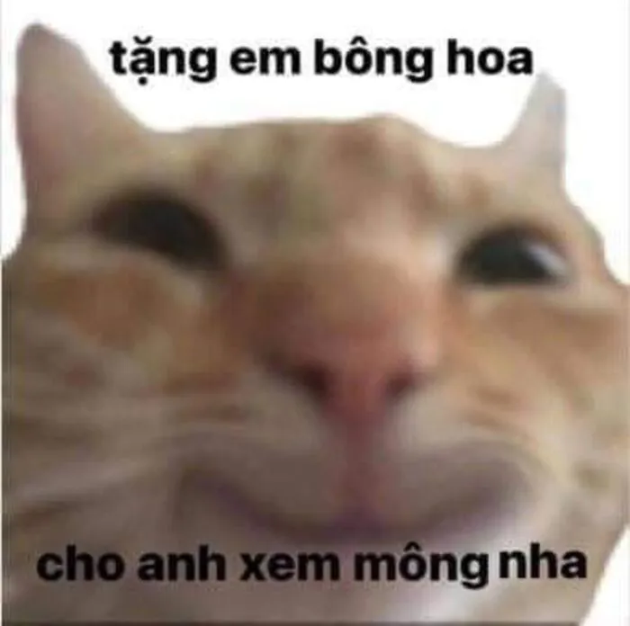 Khám phá 98+ meme thả thính cực hài hước cho bạn Khám phá 98+ meme thả thính cực hài hước cho bạn