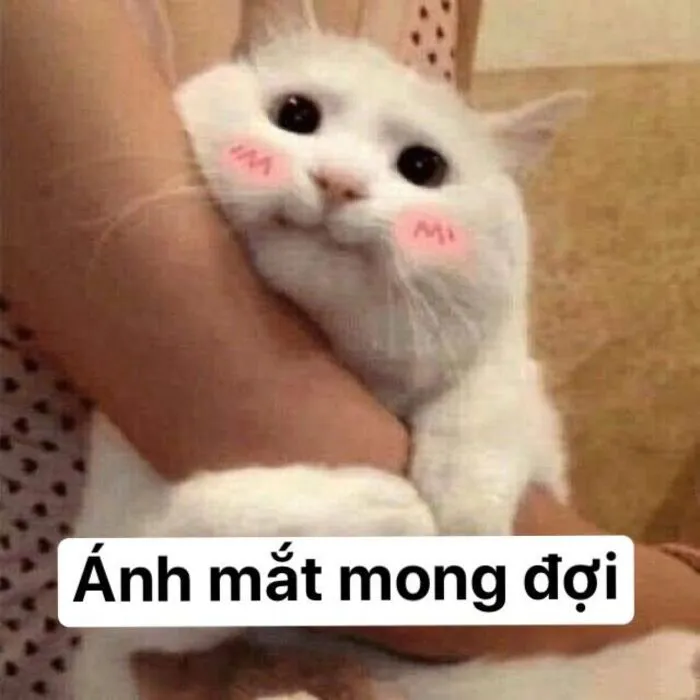 Khám phá 98+ meme thả thính cực hài hước cho bạn Khám phá 98+ meme thả thính cực hài hước cho bạn