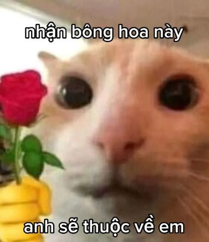 Khám phá 98+ meme thả thính cực hài hước cho bạn Khám phá 98+ meme thả thính cực hài hước cho bạn