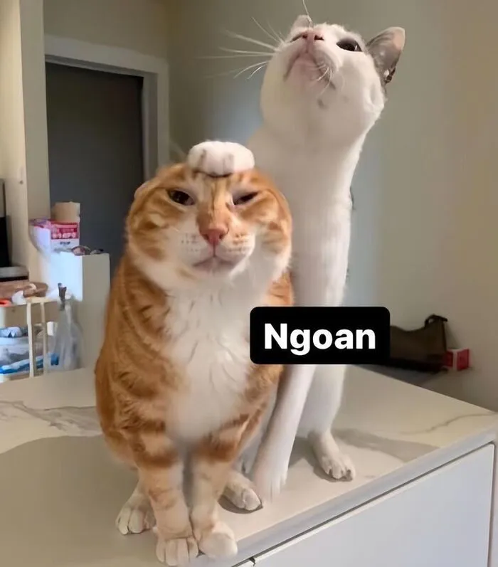 Khám phá 98+ meme thả thính cực hài hước cho bạn Khám phá 98+ meme thả thính cực hài hước cho bạn