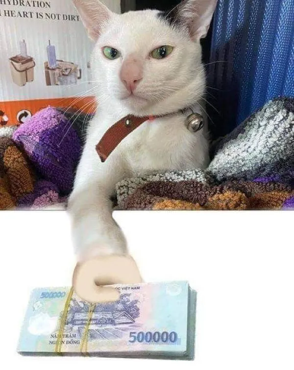 120+ meme tiền hài hước, vui nhộn: Cười thả ga cùng topanhanime.com 120+ meme tiền hài hước, vui nhộn: Cười thả ga cùng topanhanime.com