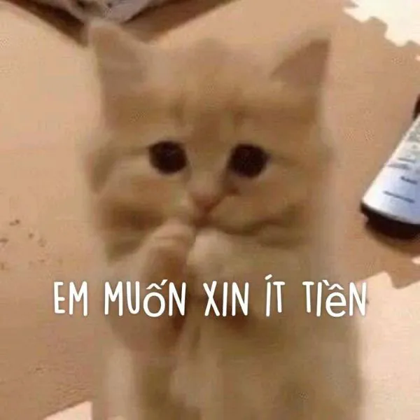 120+ meme tiền hài hước, vui nhộn: Cười thả ga cùng topanhanime.com 120+ meme tiền hài hước, vui nhộn: Cười thả ga cùng topanhanime.com