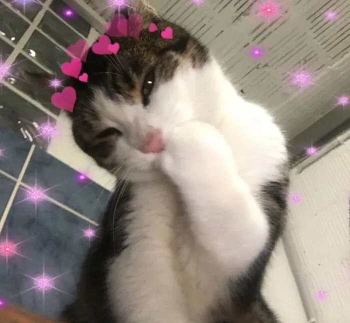 Bộ sưu tập 218+ meme tình yêu hài hước nhất mọi thời đại