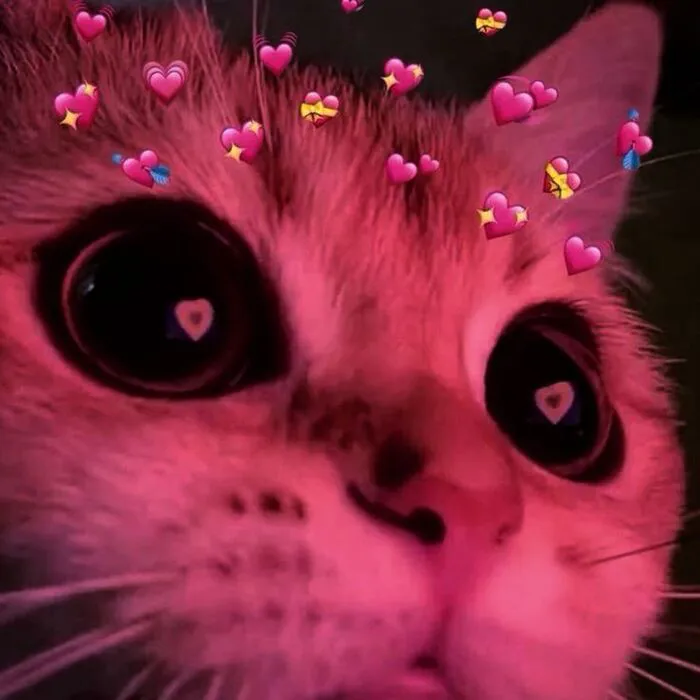 Bộ sưu tập 218+ meme tình yêu hài hước nhất mọi thời đại