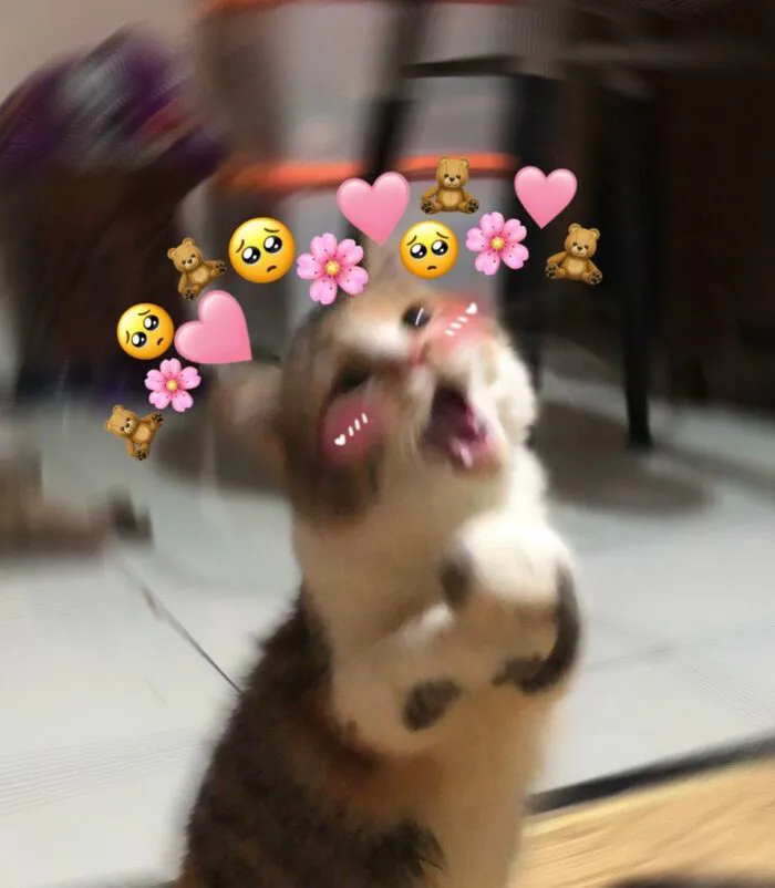 Bộ sưu tập 218+ meme tình yêu hài hước nhất mọi thời đại
