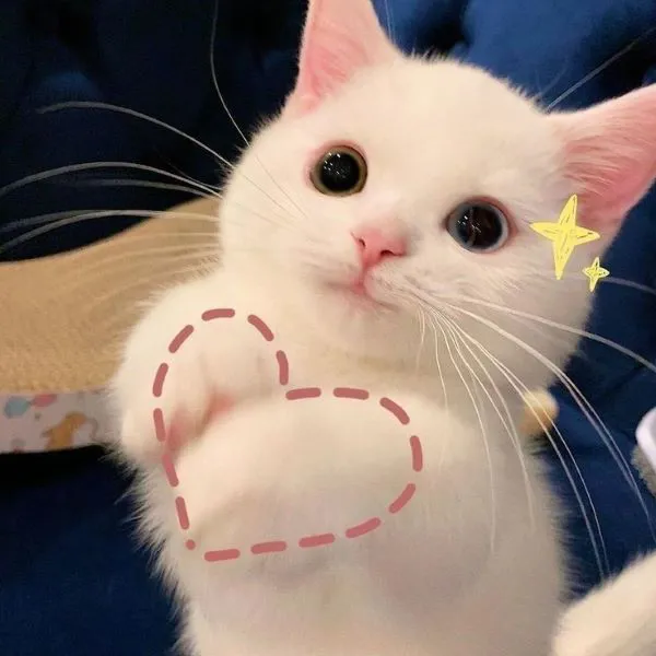 93+ meme trái tim hài hước làm tan chảy trái tim bạn