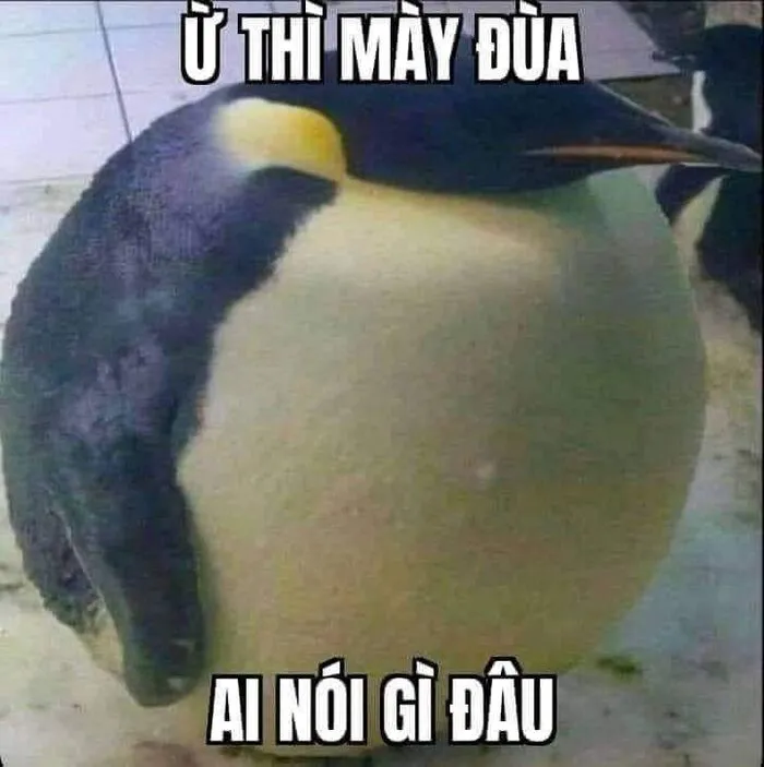 Top 138+ meme việt nam hài hước, bắt trend cực nhanh Top 138+ meme việt nam hài hước, bắt trend cực nhanh