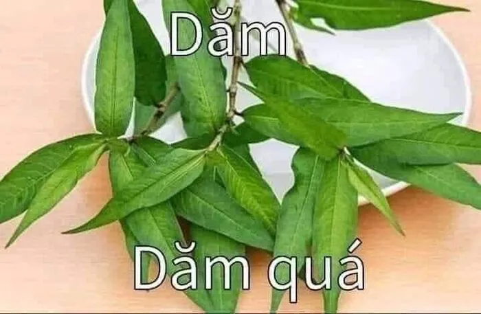 Top 138+ meme việt nam hài hước, bắt trend cực nhanh Top 138+ meme việt nam hài hước, bắt trend cực nhanh