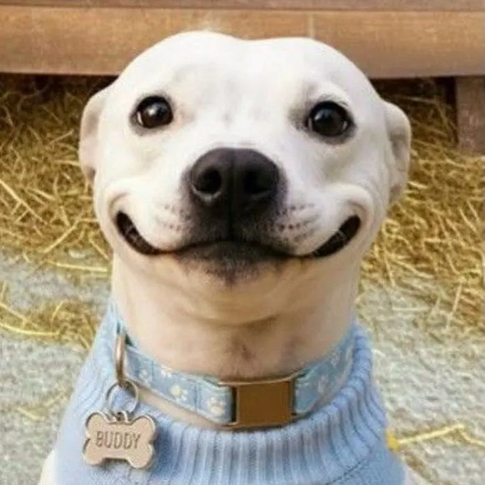 145+ meme vui cười thả ga, xả stress cực đỉnh