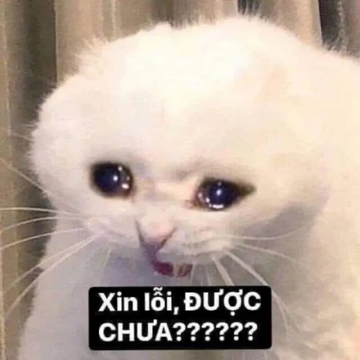 Tuyển tập meme xin lỗi hài hước nhất, cứu nguy mọi tình huống Tuyển tập meme xin lỗi hài hước nhất, cứu nguy mọi tình huống