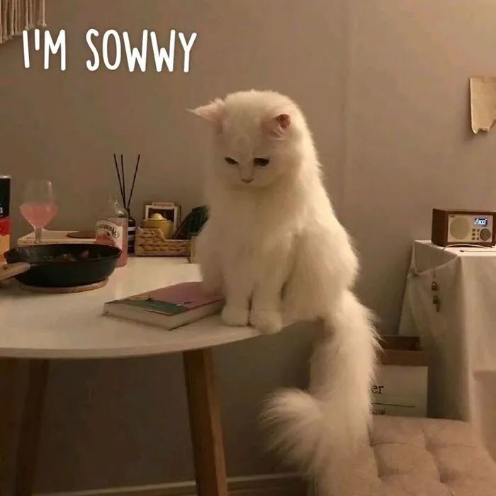 Tuyển tập meme xin lỗi hài hước nhất, cứu nguy mọi tình huống Tuyển tập meme xin lỗi hài hước nhất, cứu nguy mọi tình huống