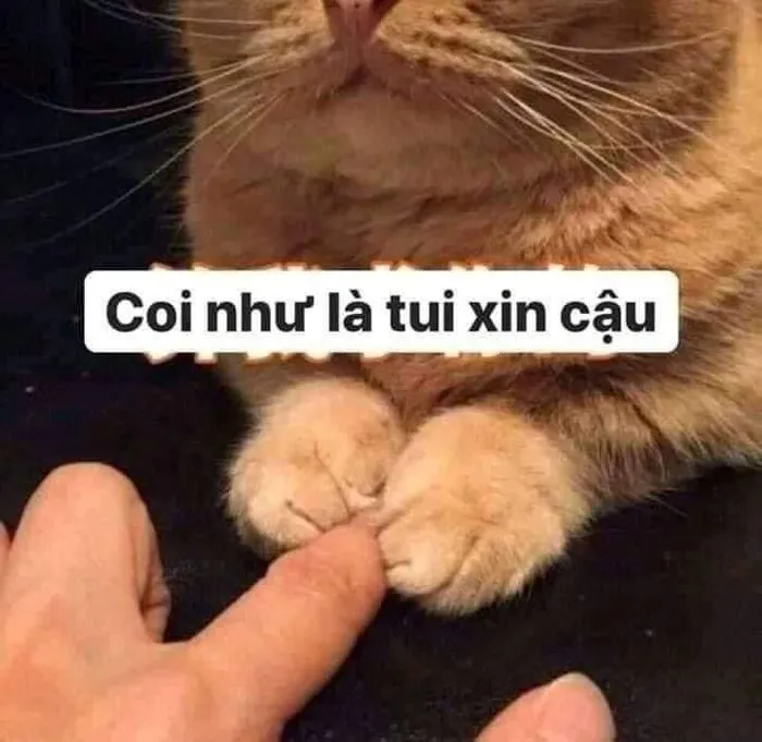Tuyển tập meme xin lỗi hài hước nhất, cứu nguy mọi tình huống Tuyển tập meme xin lỗi hài hước nhất, cứu nguy mọi tình huống