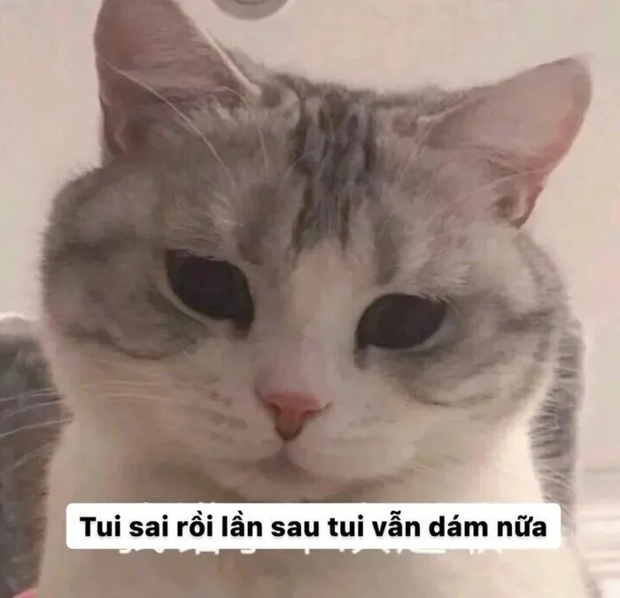 Tuyển tập meme xin lỗi hài hước nhất, cứu nguy mọi tình huống Tuyển tập meme xin lỗi hài hước nhất, cứu nguy mọi tình huống