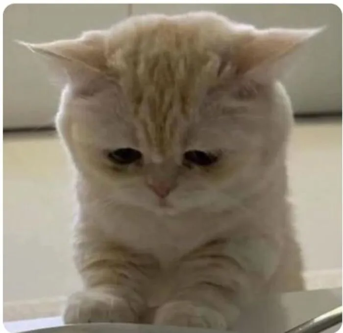 Tuyển tập meme xin lỗi hài hước nhất, cứu nguy mọi tình huống Tuyển tập meme xin lỗi hài hước nhất, cứu nguy mọi tình huống
