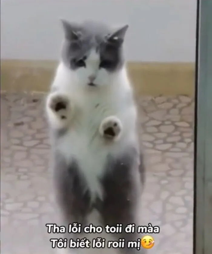 Tuyển tập meme xin lỗi hài hước nhất, cứu nguy mọi tình huống Tuyển tập meme xin lỗi hài hước nhất, cứu nguy mọi tình huống