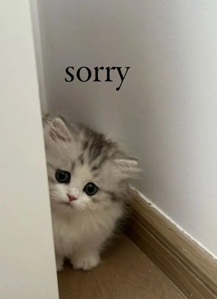 Tuyển tập meme xin lỗi hài hước nhất, cứu nguy mọi tình huống Tuyển tập meme xin lỗi hài hước nhất, cứu nguy mọi tình huống