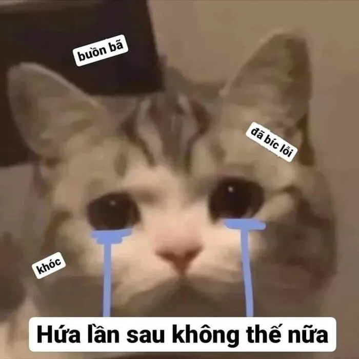 Tuyển tập meme xin lỗi hài hước nhất, cứu nguy mọi tình huống Tuyển tập meme xin lỗi hài hước nhất, cứu nguy mọi tình huống