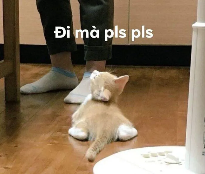 Tuyển tập meme xin lỗi hài hước nhất, cứu nguy mọi tình huống Tuyển tập meme xin lỗi hài hước nhất, cứu nguy mọi tình huống
