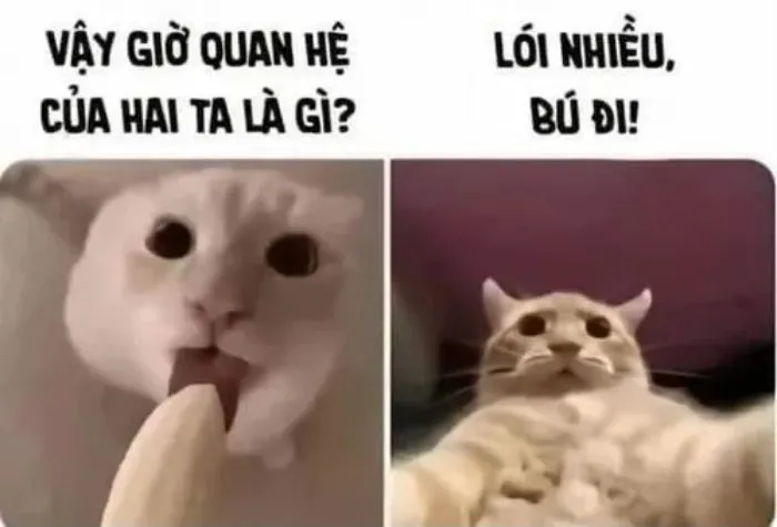Tổng hợp 187+ vắt cực khô meme hài hước khó đỡ Tổng hợp 187+ vắt cực khô meme hài hước khó đỡ