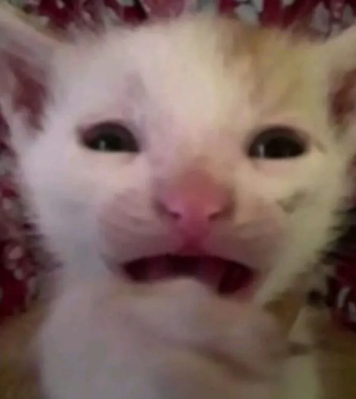 Những wow meme hài hước nhất khiến bạn cười xỉu up xỉu down